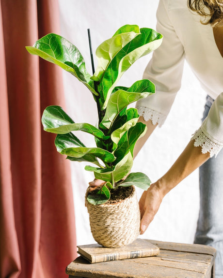 Ficus Lyrata : Guide d’entretien complet - La Green Touch