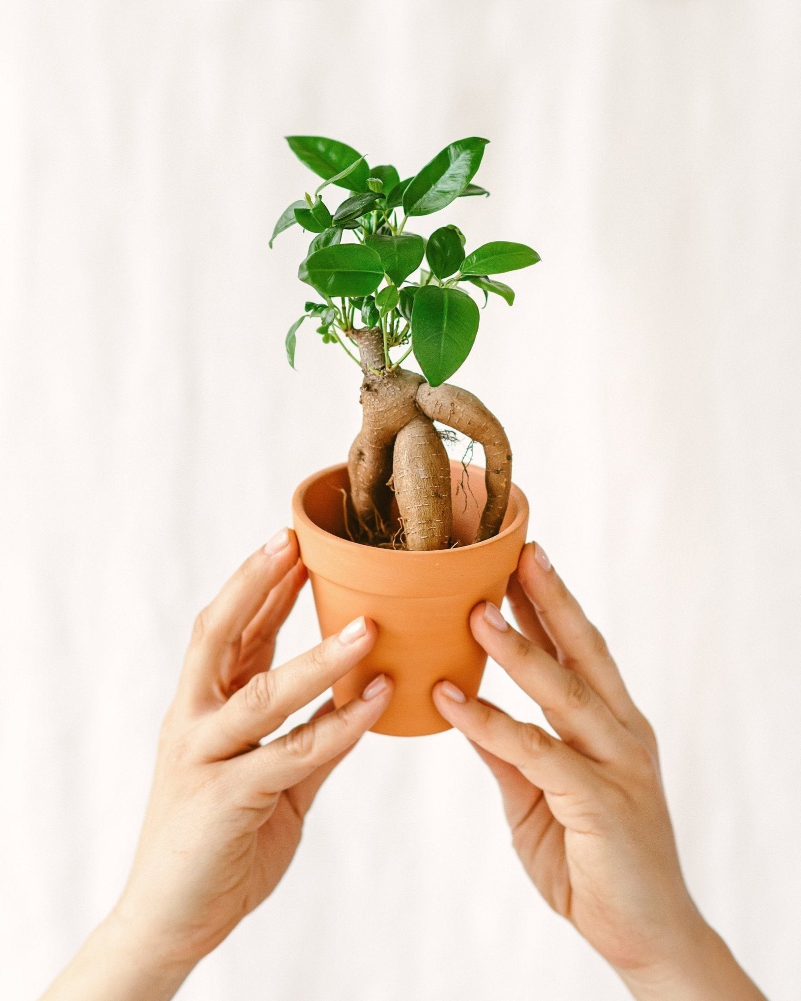 Ficus Microcarpa Ginseng : Guide d’entretien complet - La Green Touch