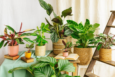 Guide Calathea - découvrez les 9 meilleures variétés (entretien, arrosage) - La Green Touch