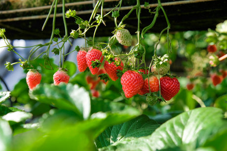 Le Top 10 des Arbustes Fruitiers pour Enrichir votre Jardin