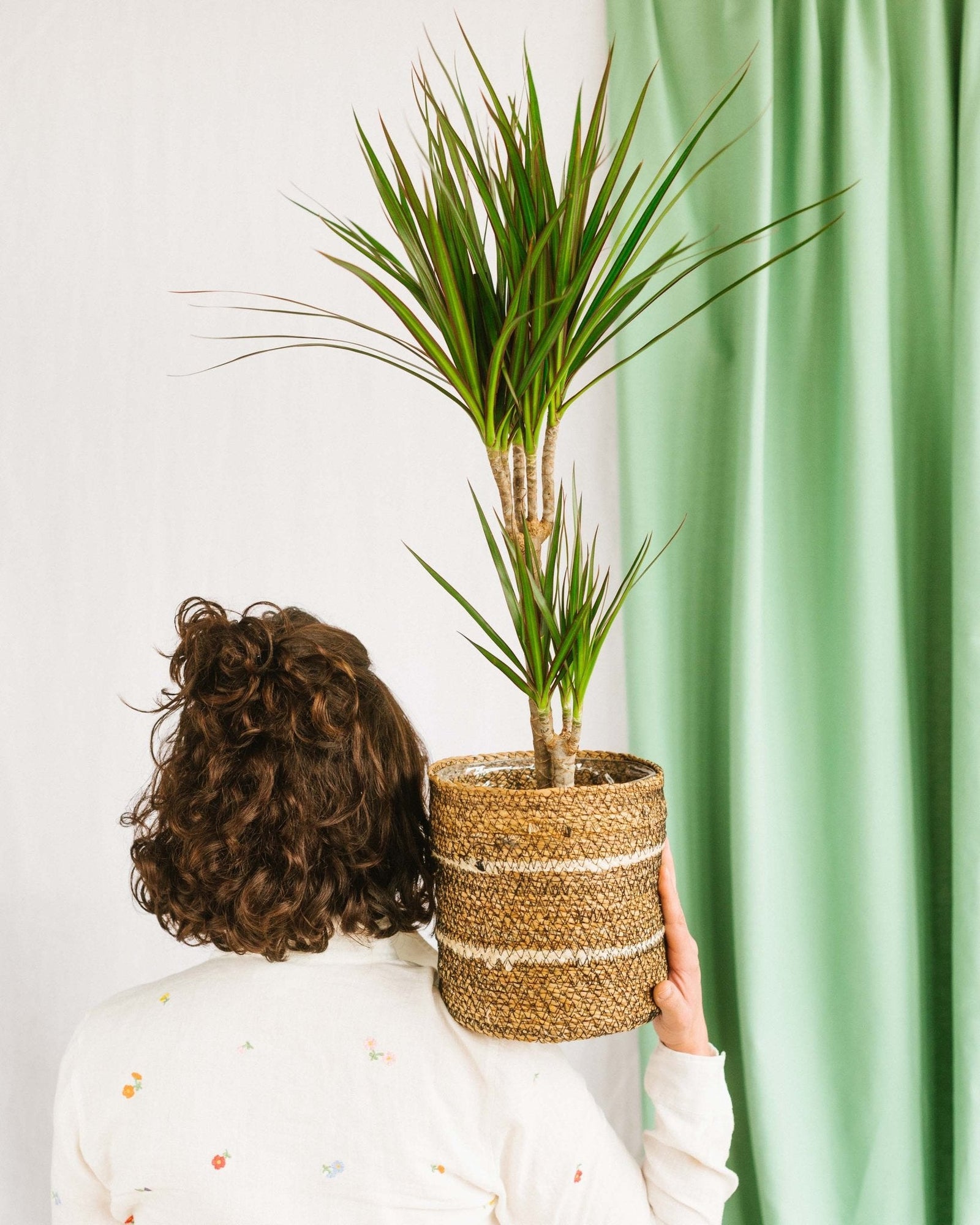 J’ai trop ou pas assez de lumière chez moi, quelles plantes choisir ? - La Green Touch