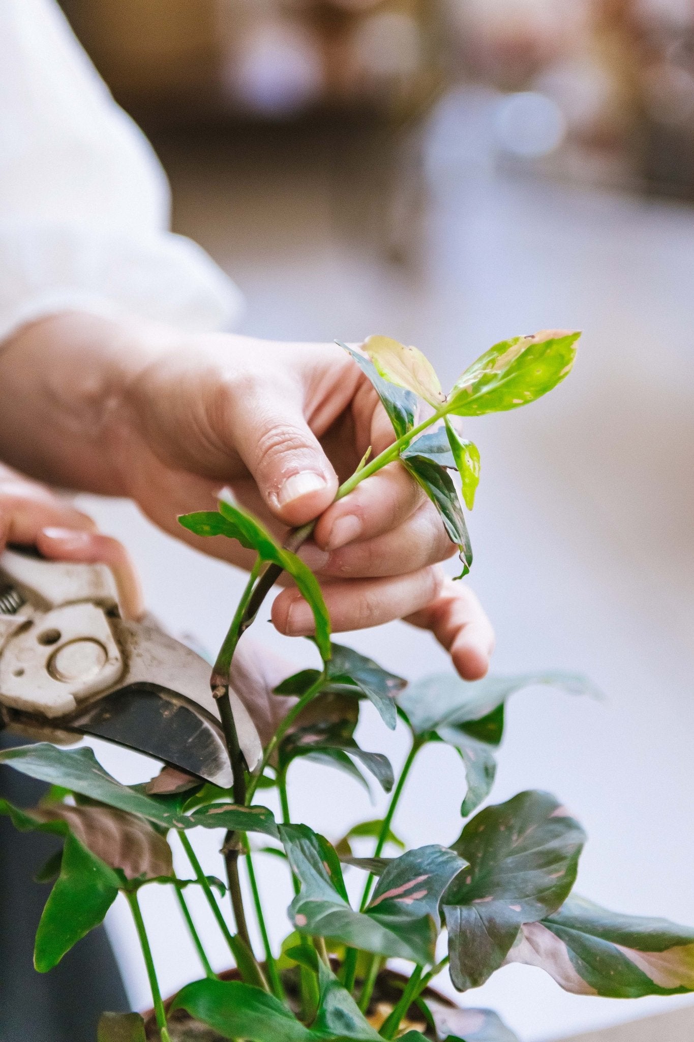 Comment prélever des boutures de plantes d'intérieur ?