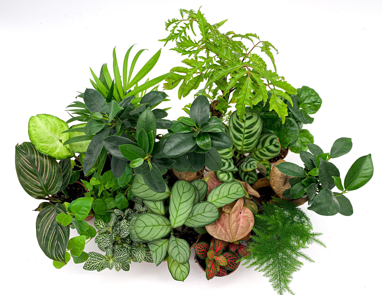 Le Top 10 des plantes pour composer un terrarium - La Green Touch