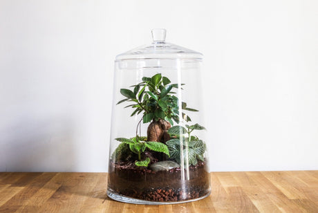 L’écosystème d'un terrarium végétal fermé - La Green Touch