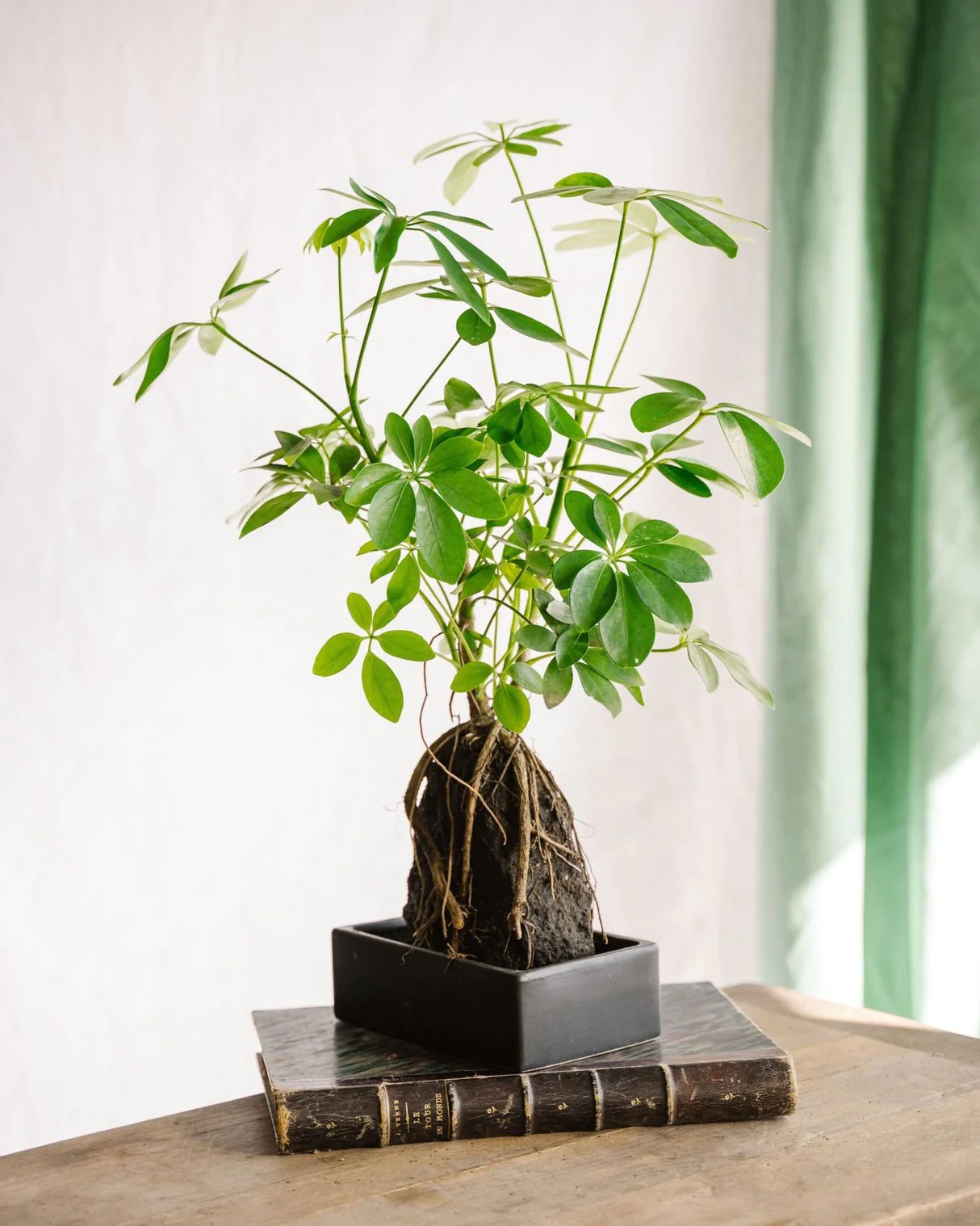 L'entretien d’une plante sur pierre de lave - La Green Touch