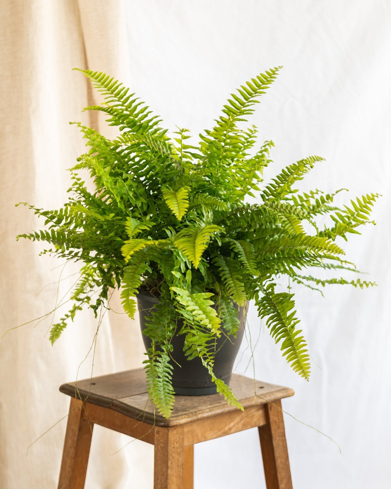 Les 5 bonnes raisons d'avoir une plante dans sa salle de bain - La Green Touch