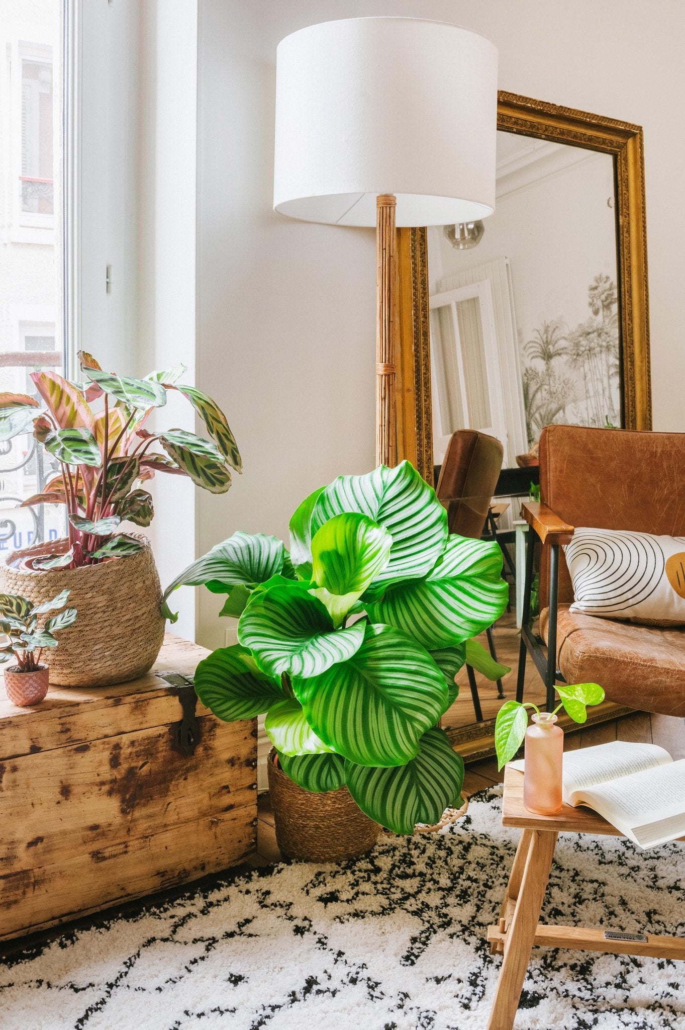 Les 5 bonnes raisons d'avoir une plante d'intérieur dans son salon - La Green Touch