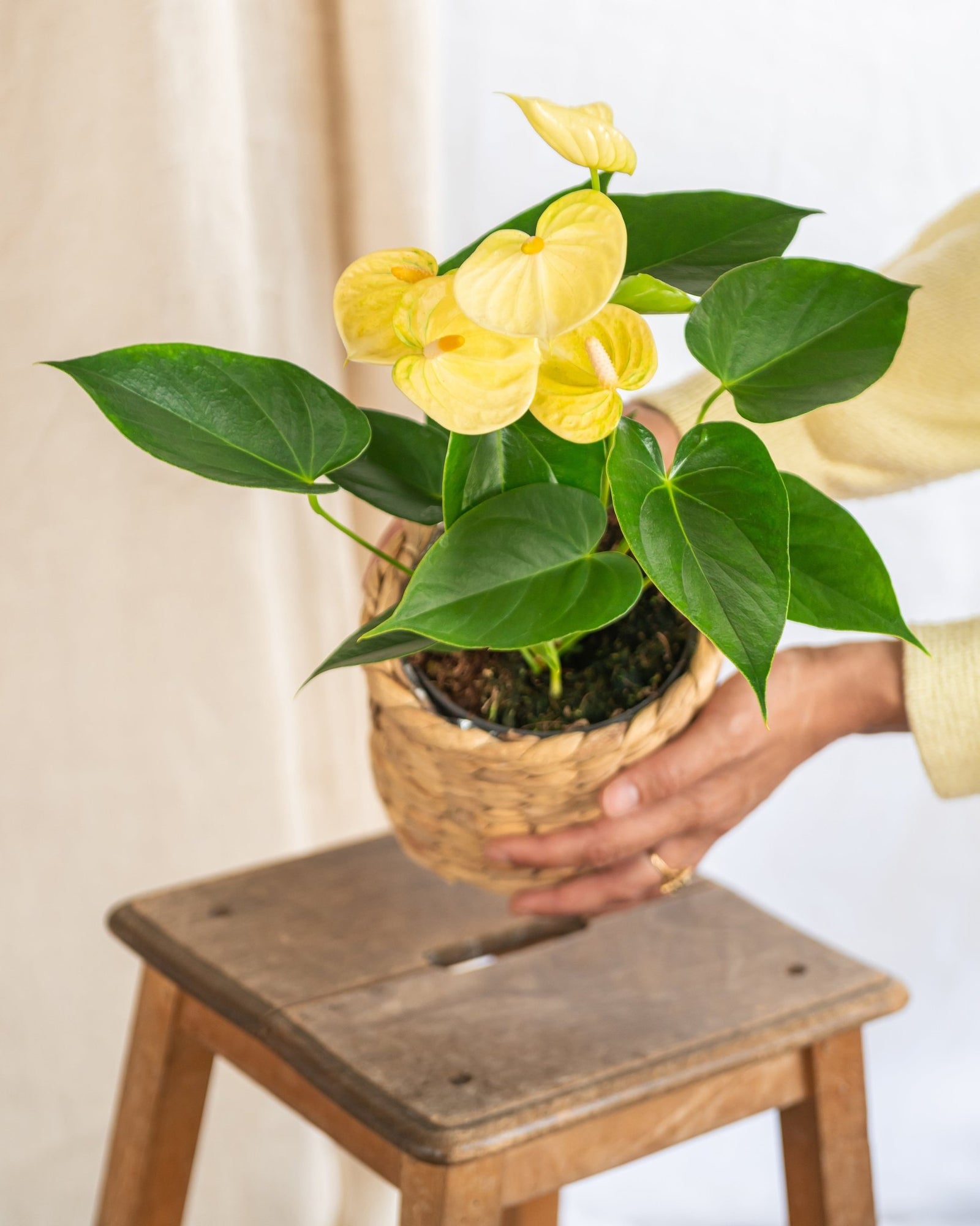 Les 7 plantes d'intérieur à avoir chez soi au mois d'avril - La Green Touch