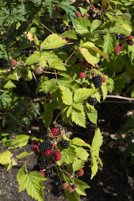 Les avantages des arbres fruitiers dans votre jardin ou sur votre terrasse : 5 bonnes raisons de les cultiver - La Green Touch