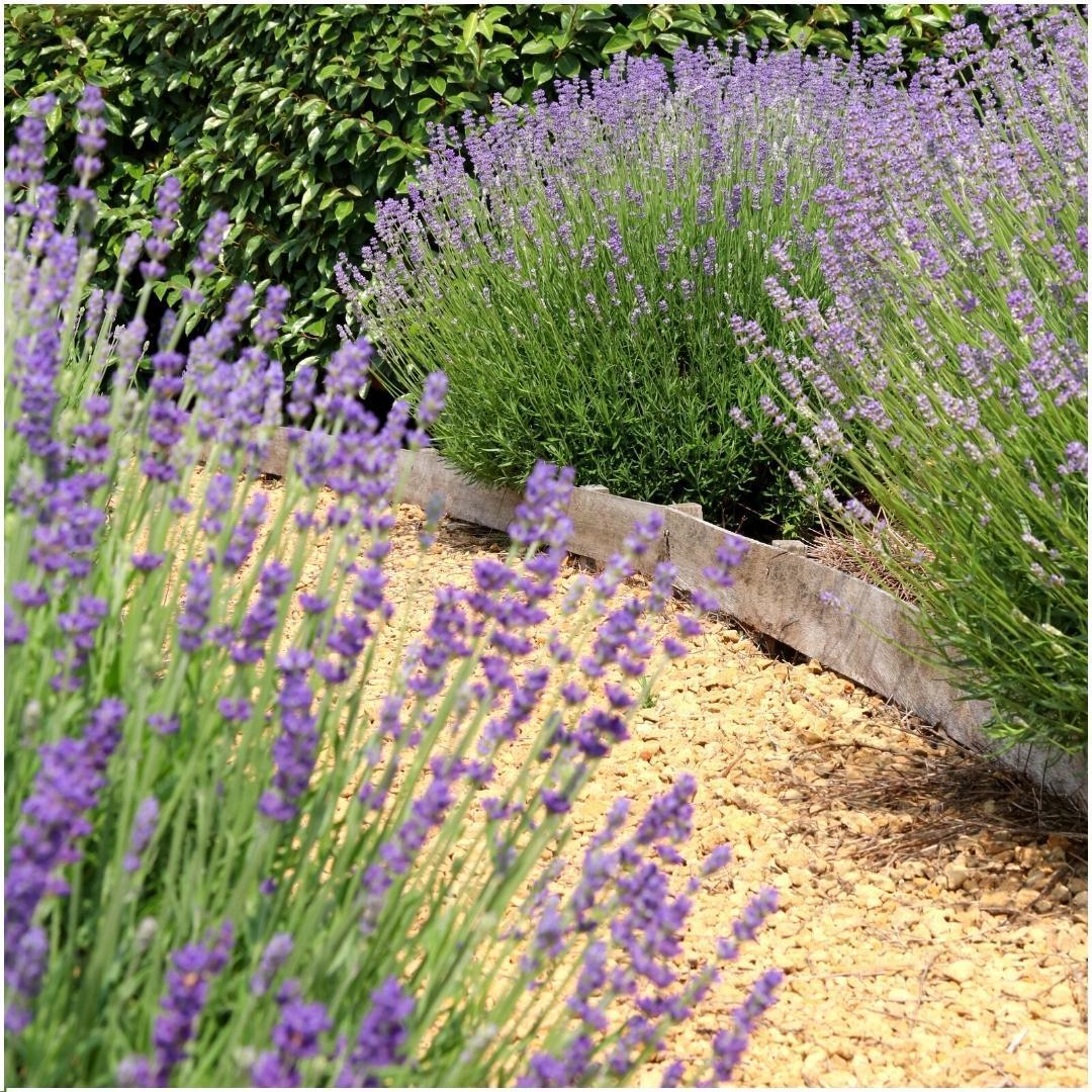 Les avantages des plantes vivaces : 5 bonnes raisons de les adopter da