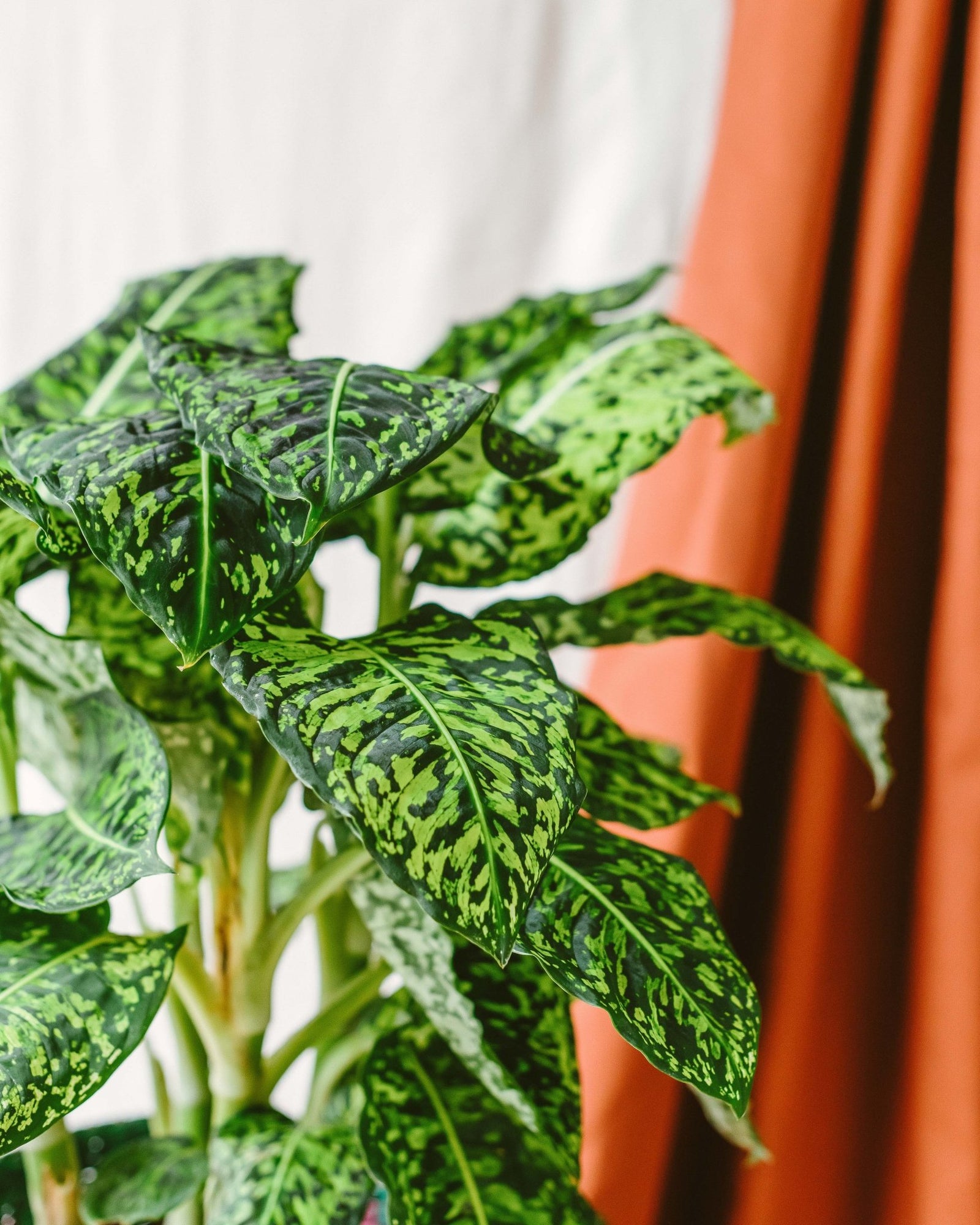 Les plantes pour un intérieur lumineux - La Green Touch