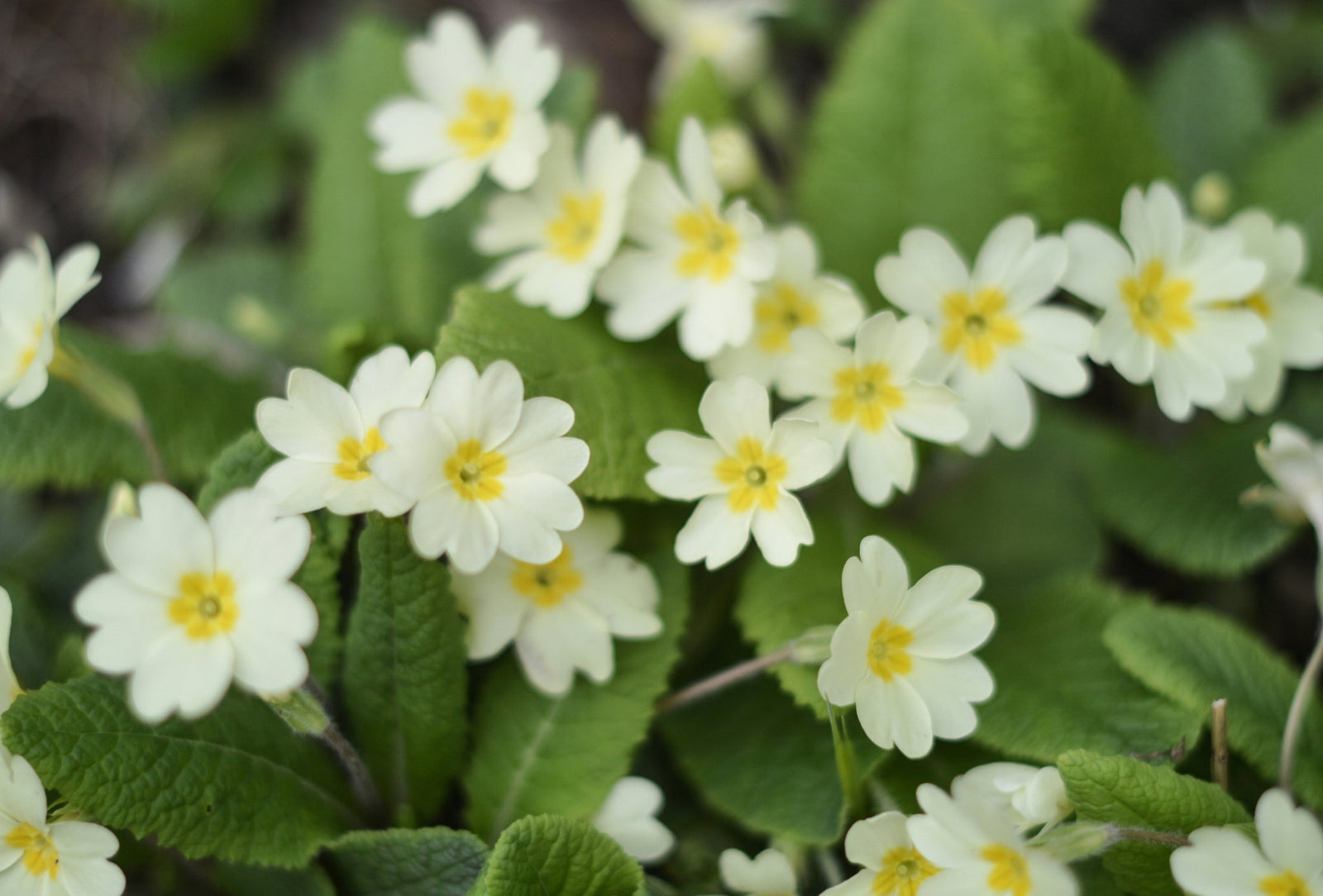 Les Stars du Printemps : Top Plantes d'Extérieur pour un Jardin Éclatant - La Green Touch