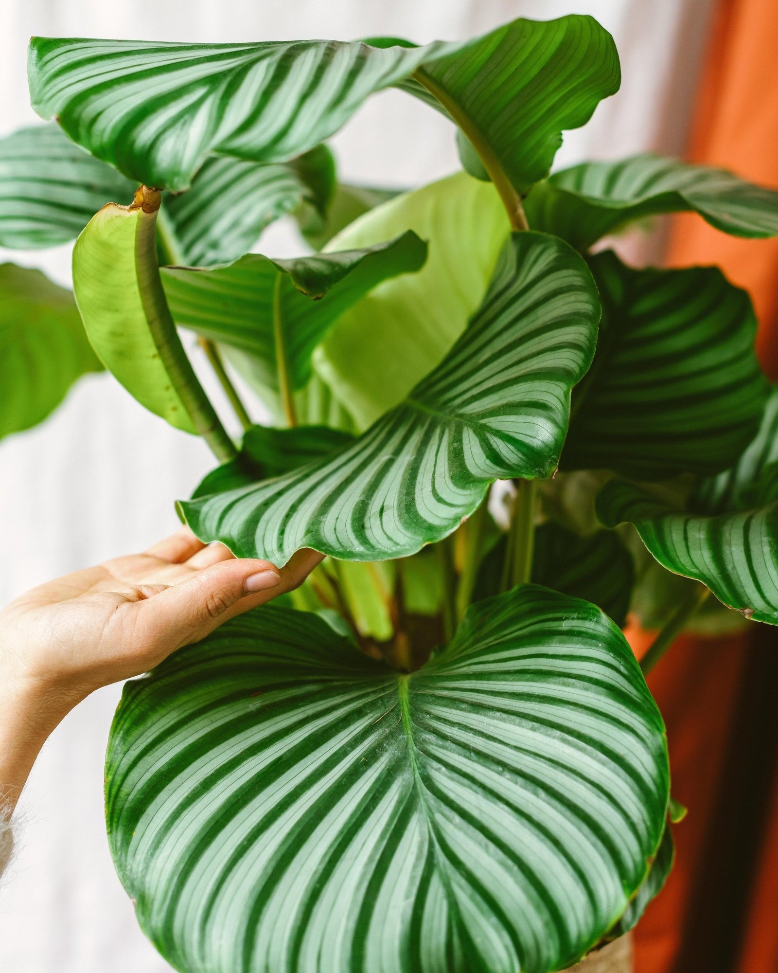 Les plantes et leurs symboles – La Green Touch