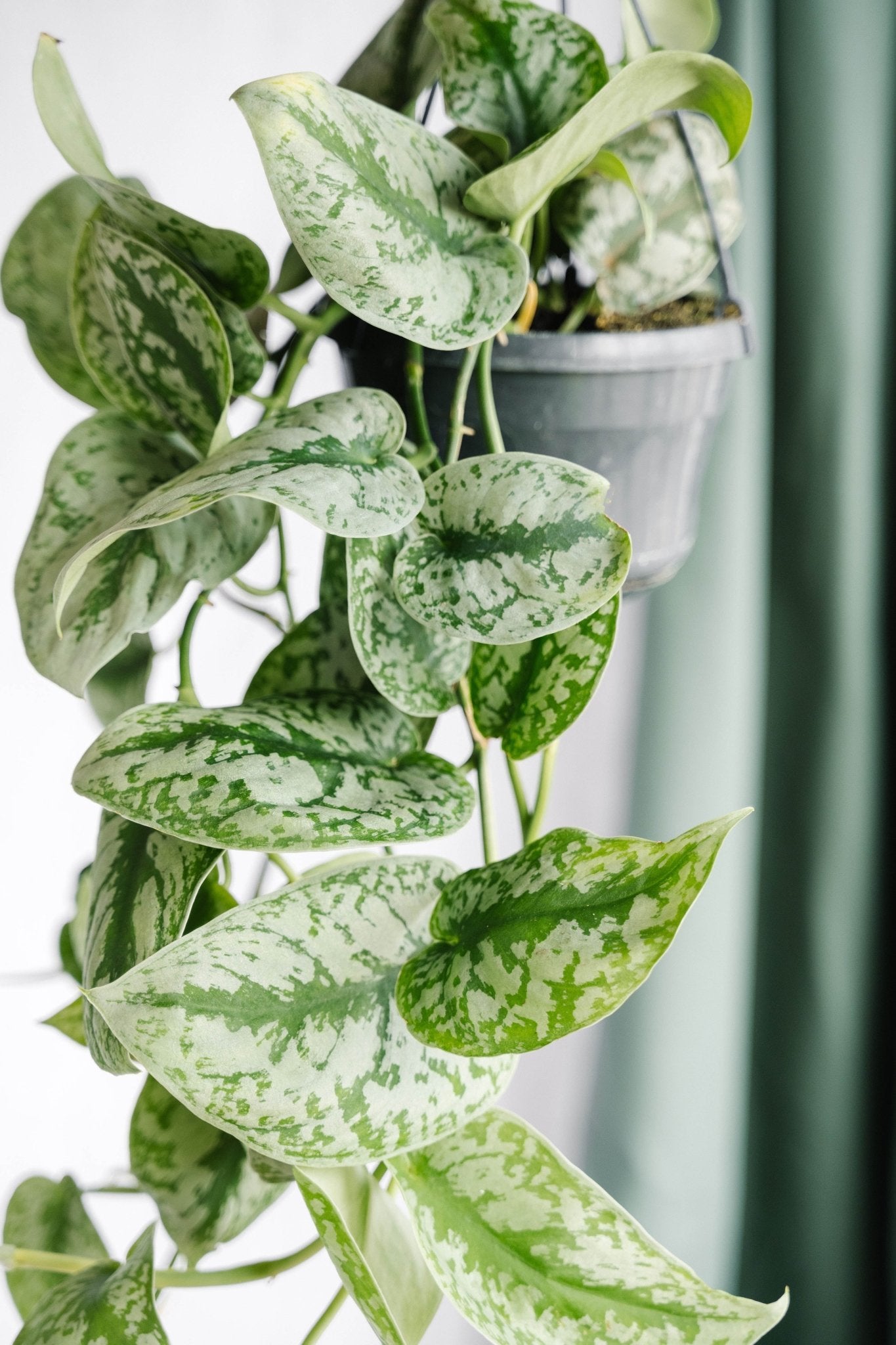 Les Tendances V G Tales 2025 Plantes D Int Rieur La Green Touch Les Tendances Vegetales 2025 Plantes Dinterieur 479185