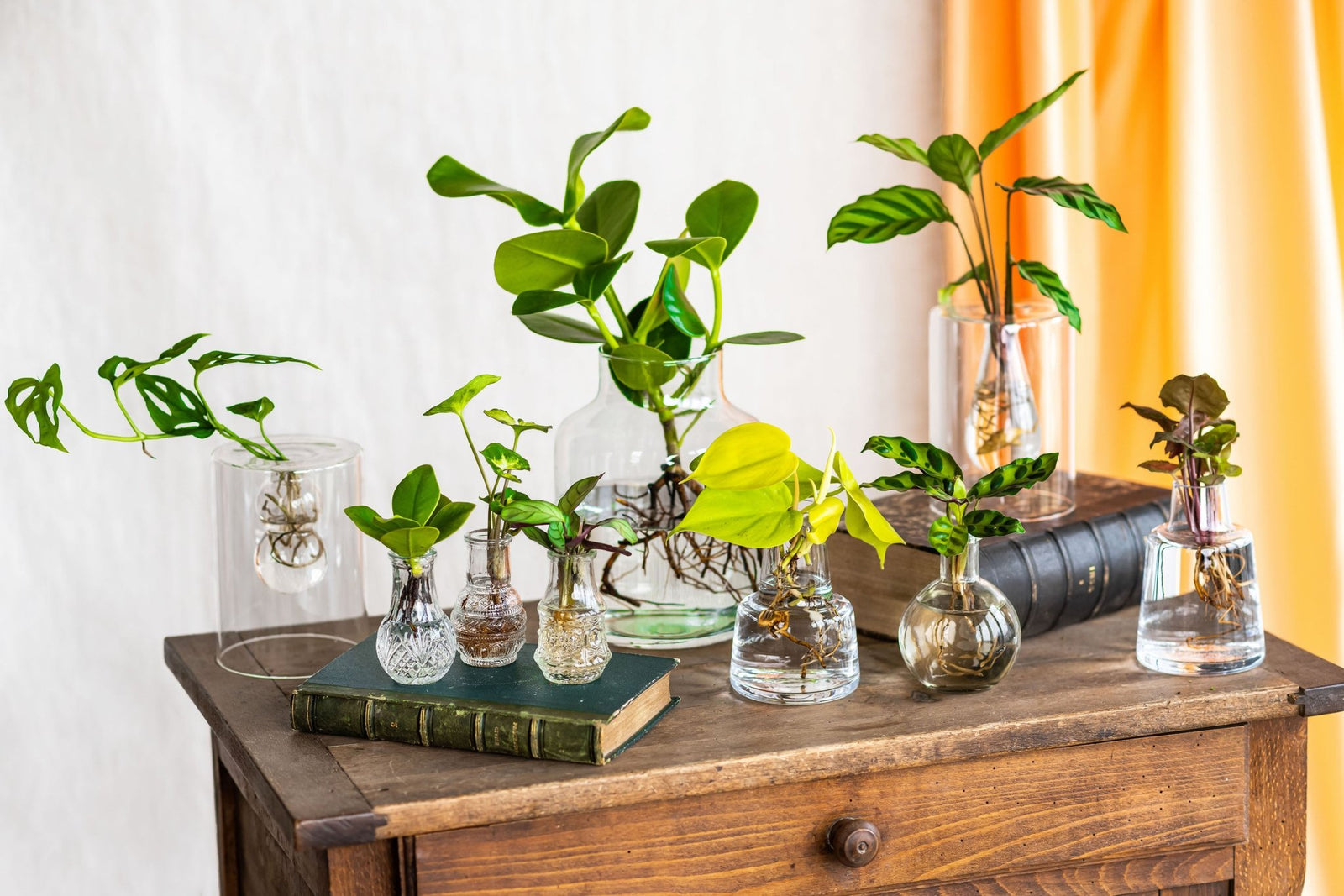 Arrosoir plantes d'intérieur - Optez pour un design original