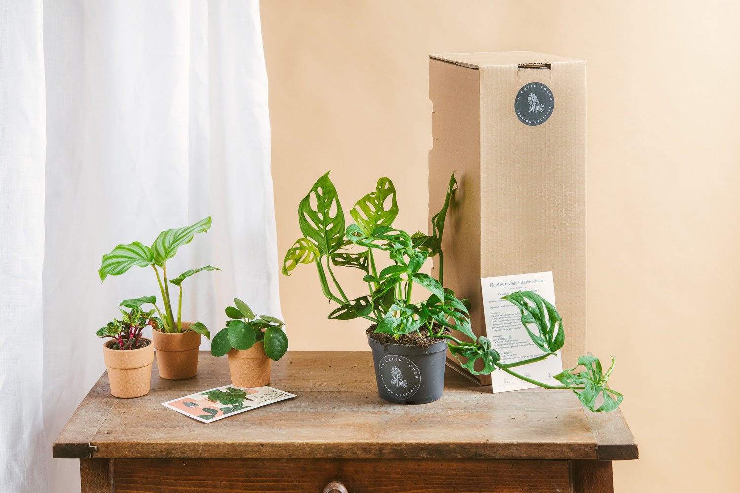 Livraison de plantes et terrariums, comment sont emballées vos commandes ? - La Green Touch