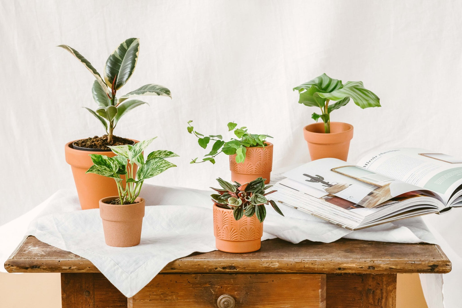 Nos 6 conseils pour entretenir vos baby ou mini plantes d'intérieur  - La Green Touch - La Green Touch