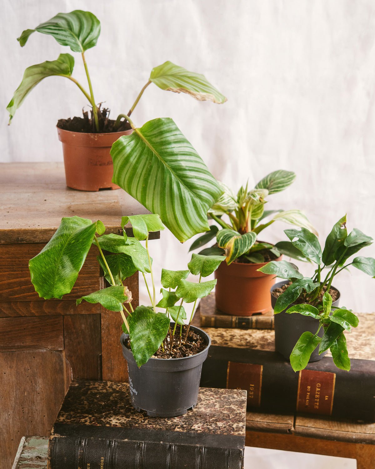 Panier Comporta - Noir pour grande plante d'intérieur – La Green Touch