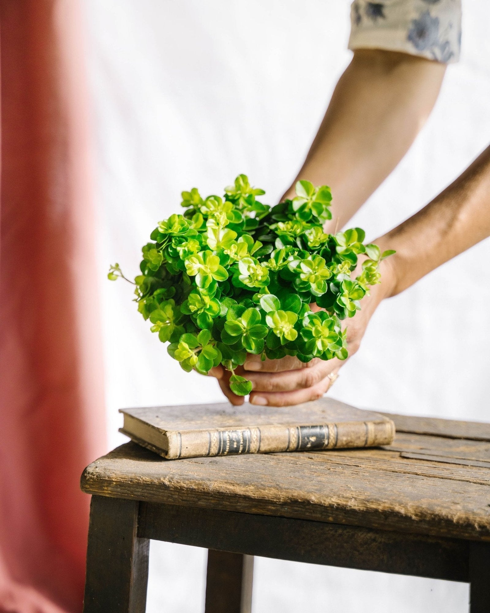 Peperomia Rotundifolia — entretien et soins - La Green Touch