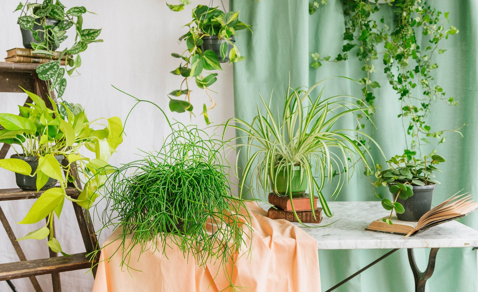 Plante tombante : les 5 bonnes raisons d’en avoir une chez soi - La Green Touch