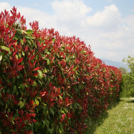 Plantes de haie : créez une haie naturelle, esthétique et facile à entretenir - La Green Touch