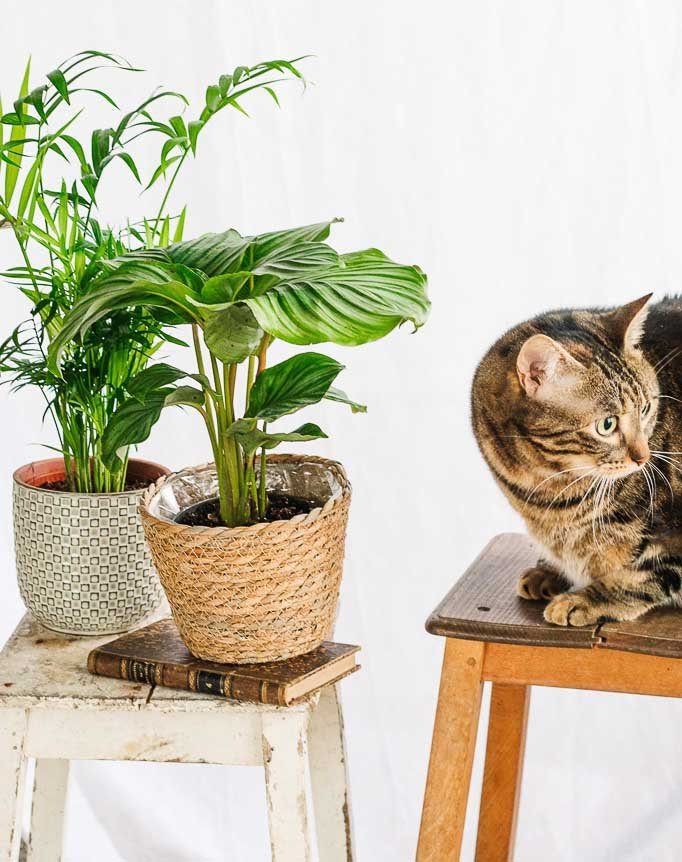 Plantes toxiques : les précautions à prendre - La Green Touch