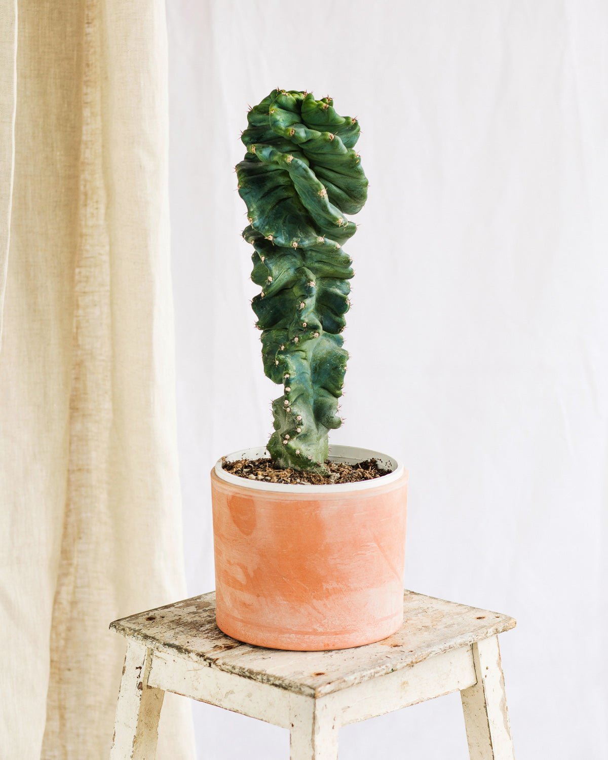 Cactus :  quelle frquence et quand l'arroser ?