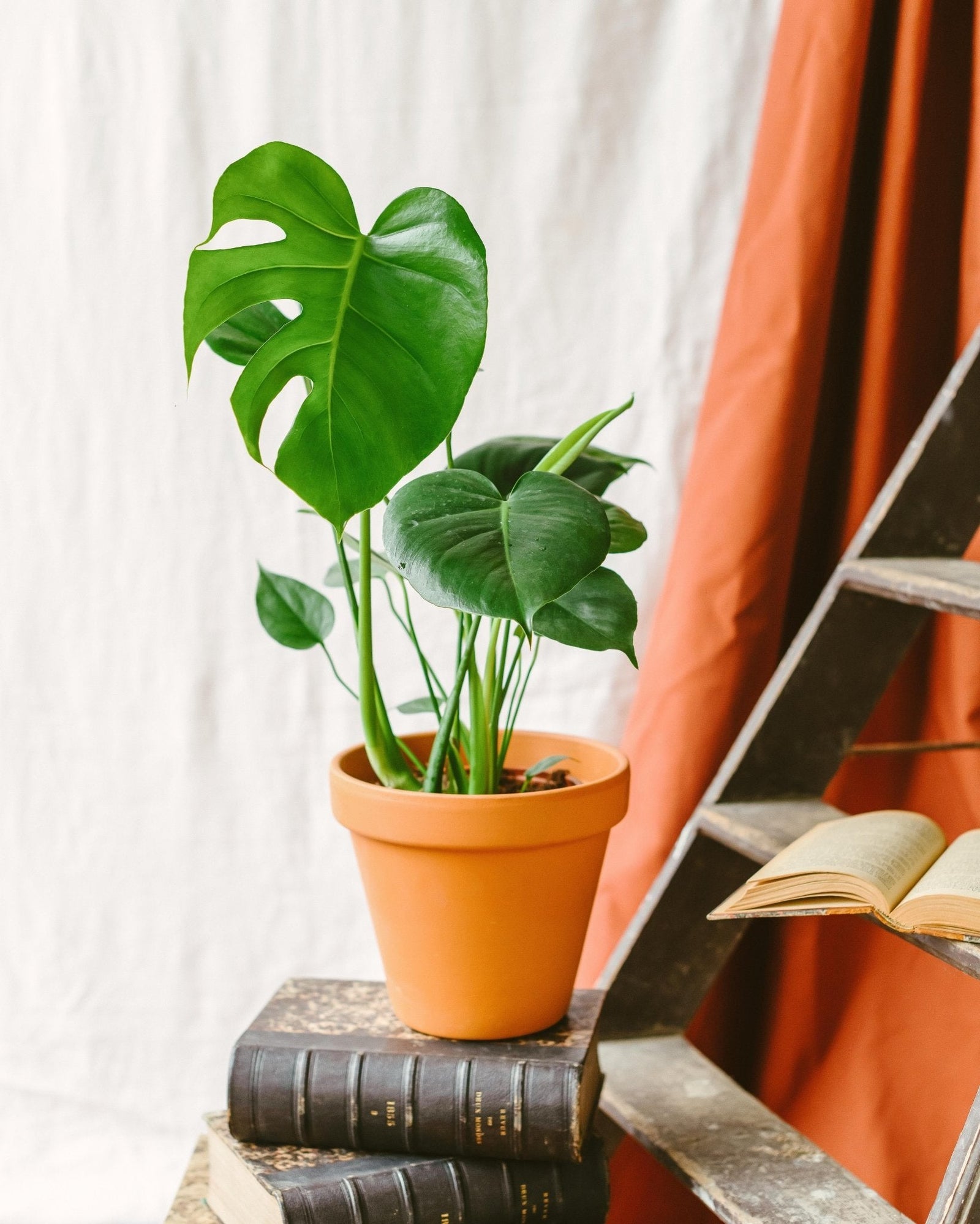 Quelles plantes pour une salle de bain ? - La Green Touch