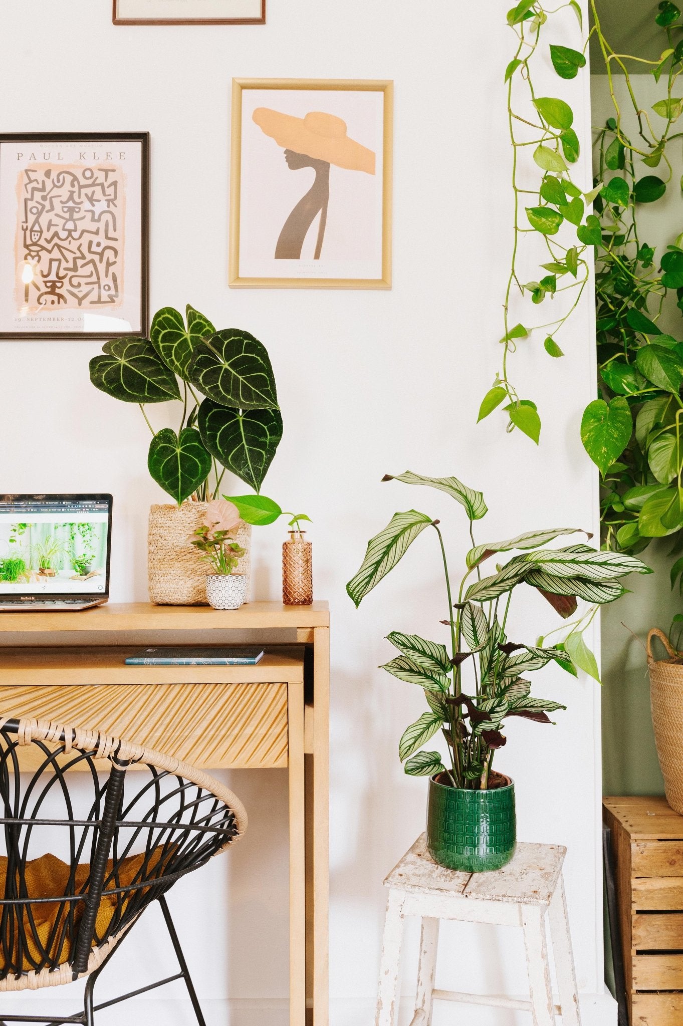 Quelles plantes pour votre espace de travail à la maison ? - La Green Touch