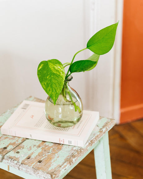 Quelles plantes se bouturent en eau ? - La Green Touch