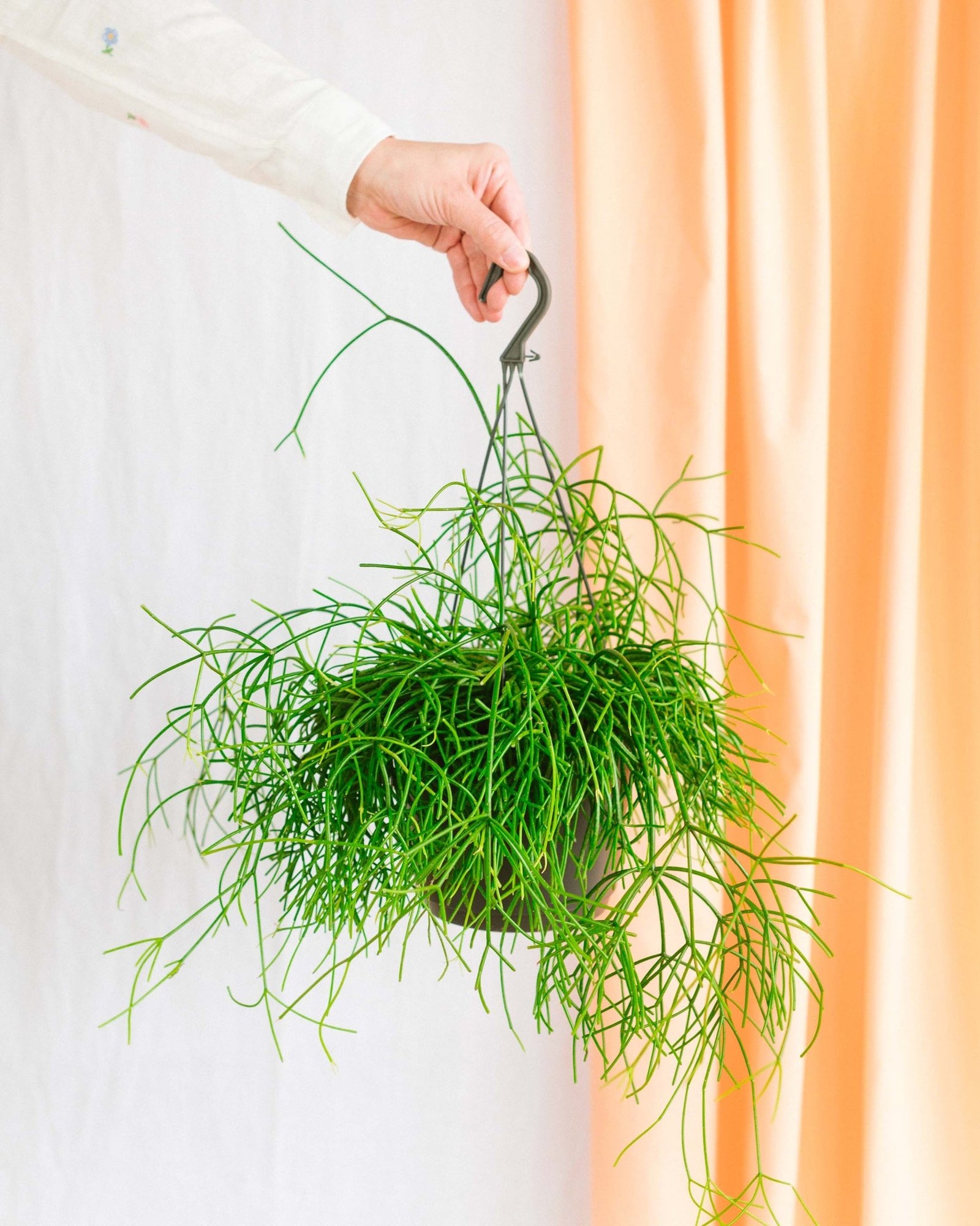 Rhipsalis : Guide d’entretien complet - La Green Touch