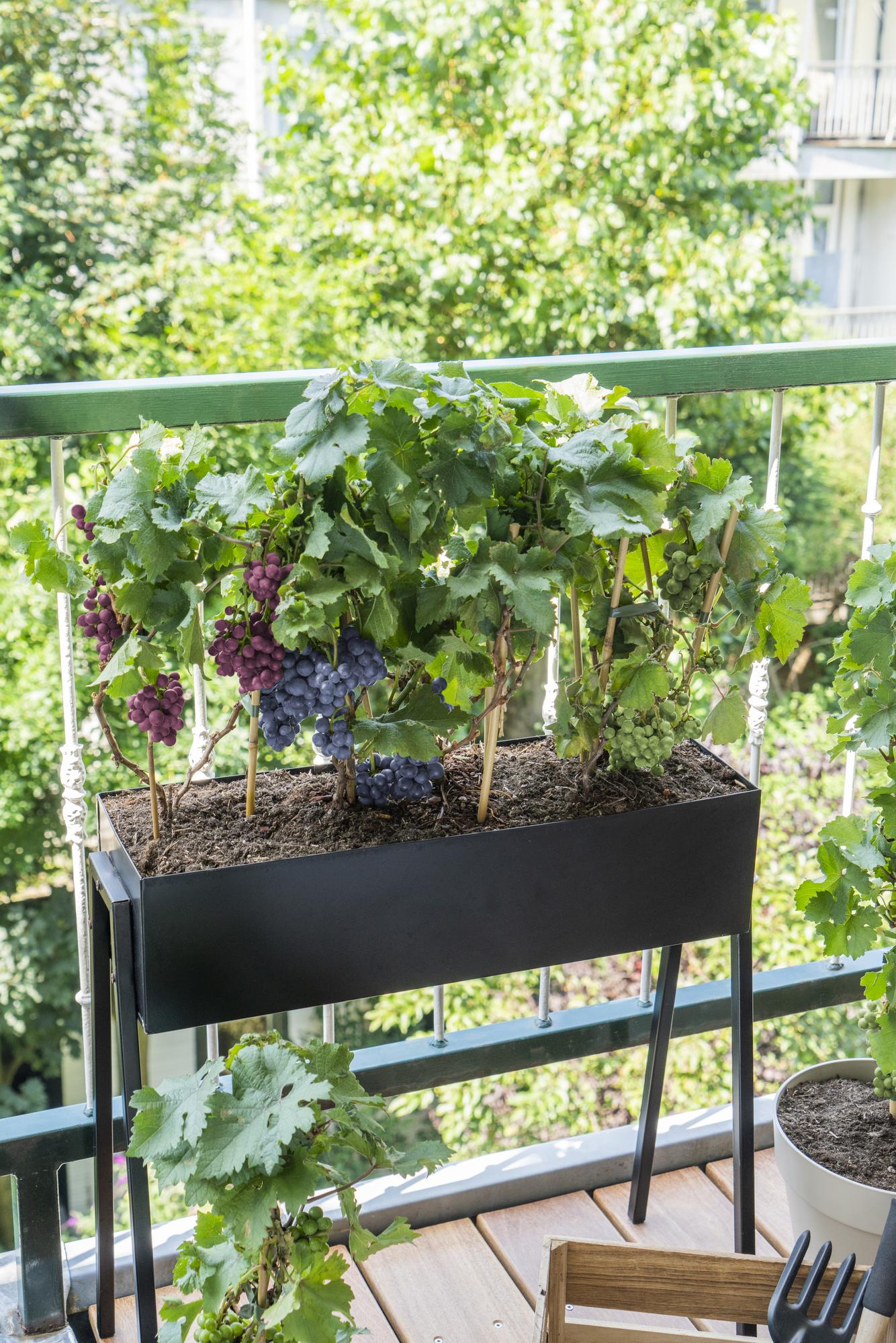 Aménager un potager de balcon : le guide pour récolter ses propres aromates