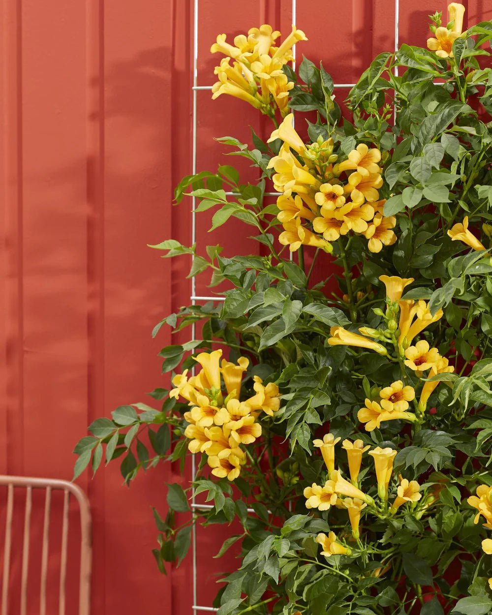 Top 5 des plantes d’extérieur à mettre sur : sa terrasse, son balcon ou jardin. - La Green Touch