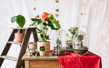 Une plante d'intérieur pour la Valentin, un cadeau idéal - La Green Touch