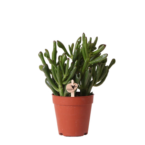 Crassula