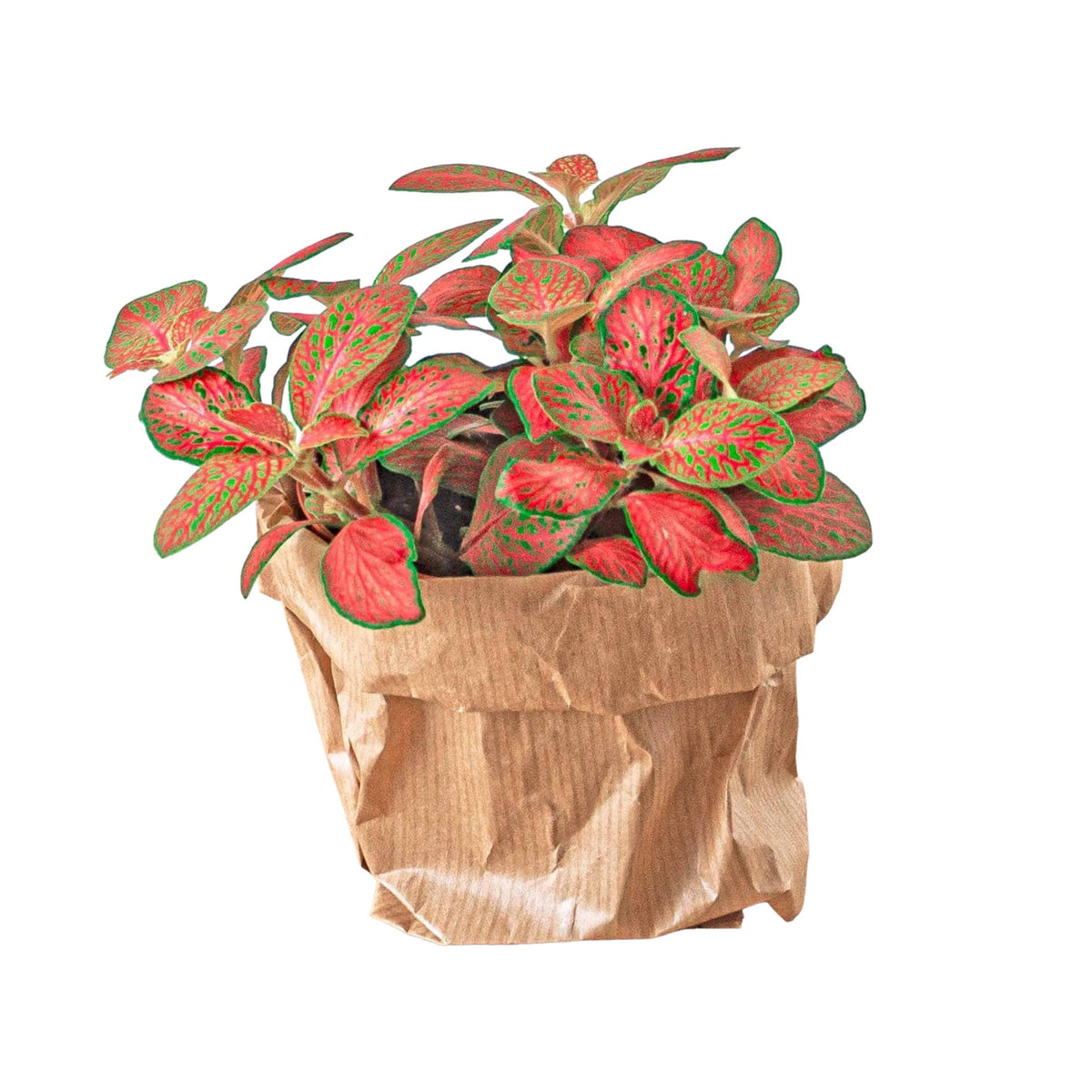 Fittonia rouge
