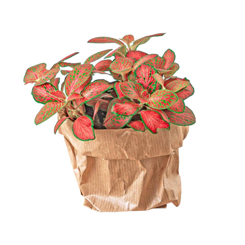 Plantes à l’unité
