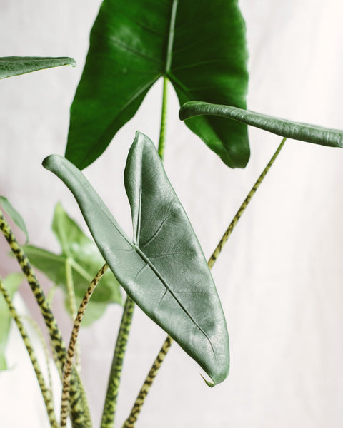 Alocasia