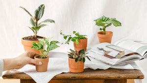 Baby plantes 6cm > 20cm