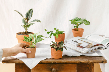 Baby plantes - La Green Touch