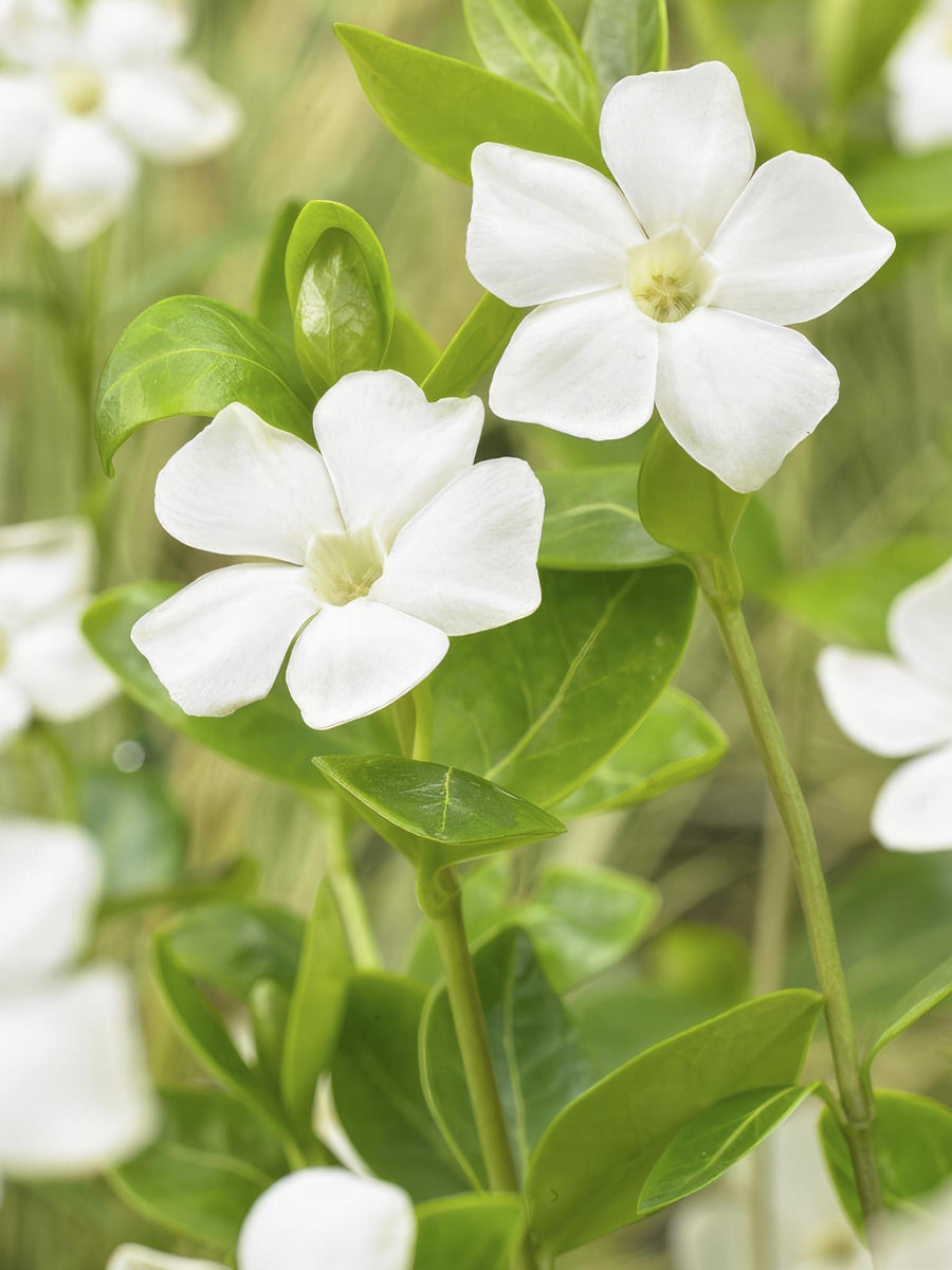 Plantes d'extérieur