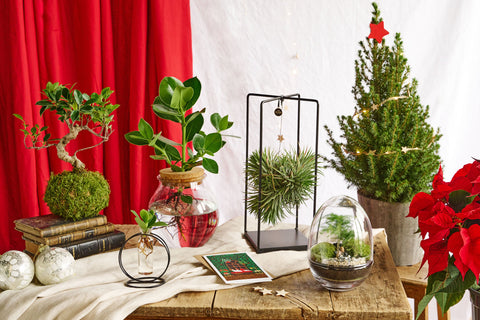 Terrariums et Créations végétales - Noël