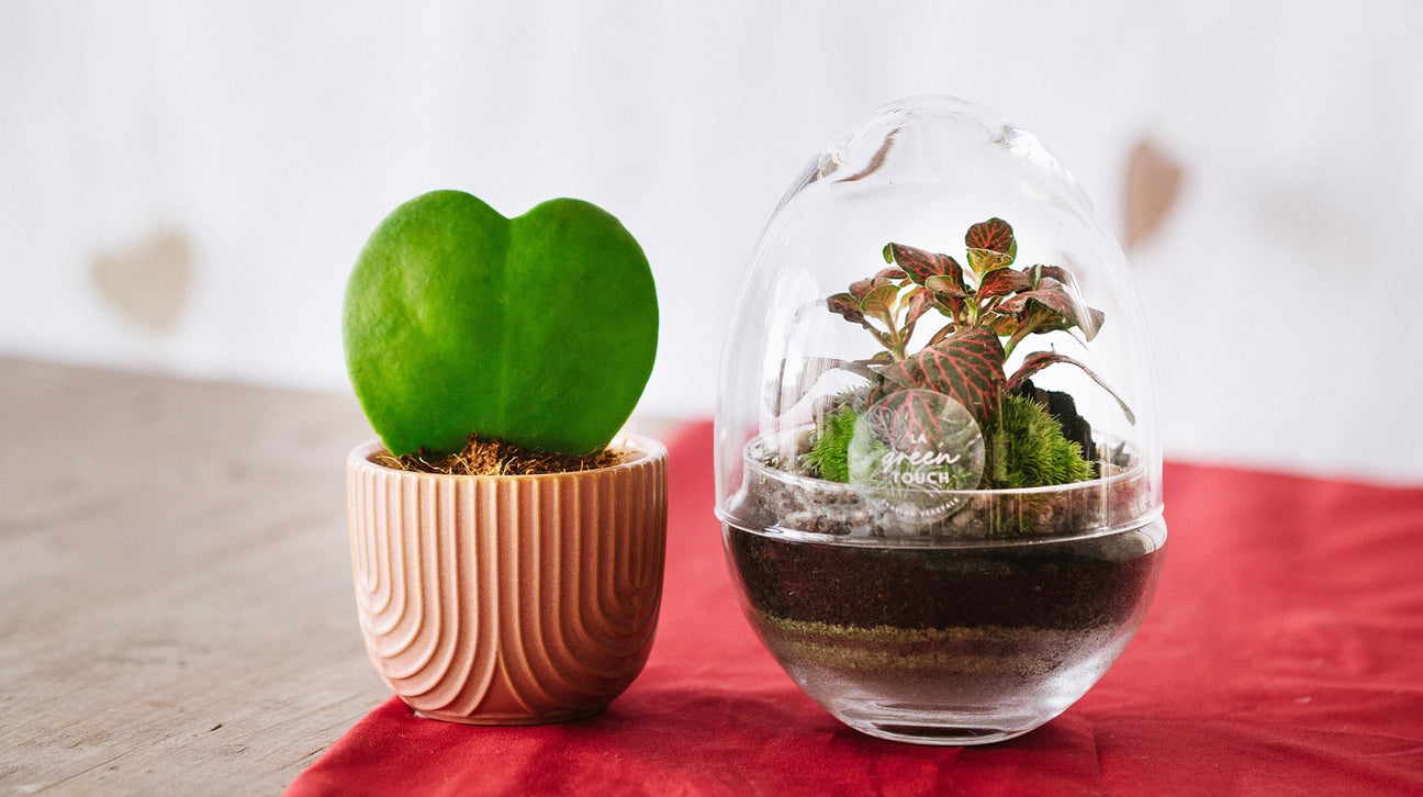 Idées cadeaux petits prix - La Green Touch