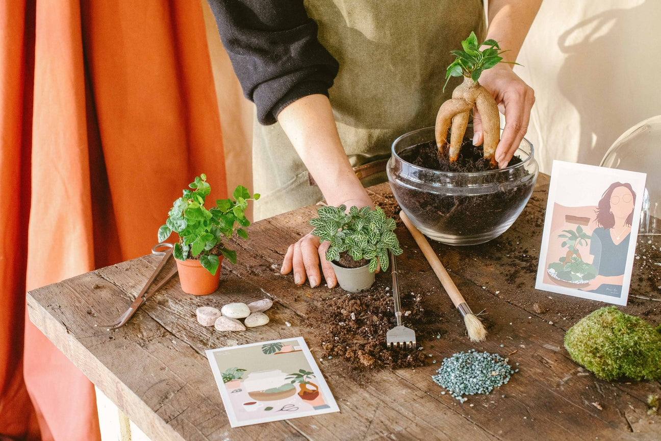 Componi il tuo terrario con un kit per terrario vegetale fai da te – La  Green Touch