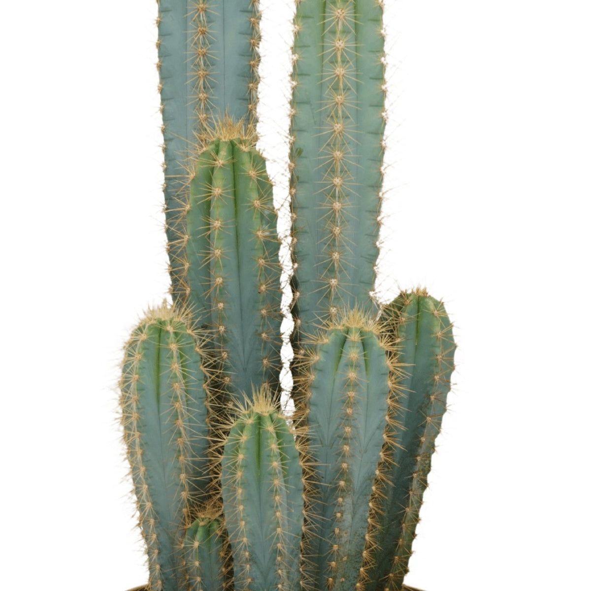 dracaena lime American Plant Exchange Lemon Lime Dracaena Live Plant in 10
