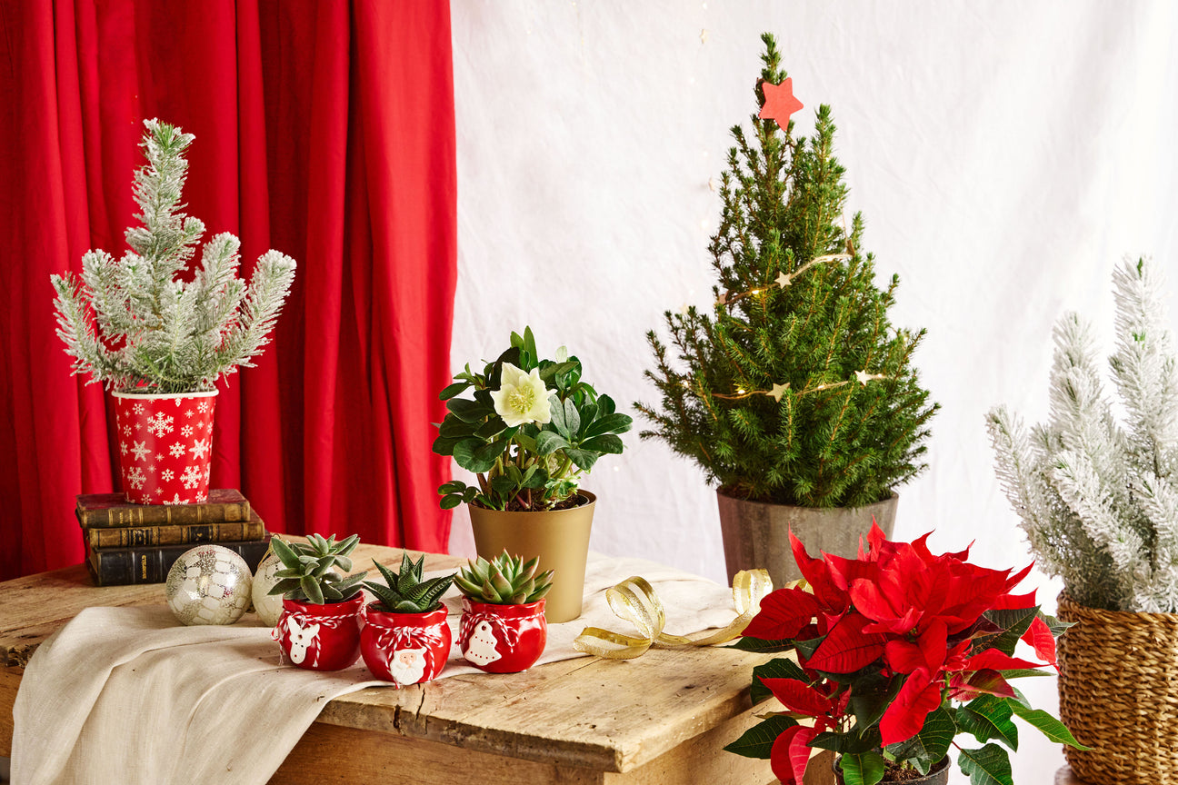 Sapin et décoration de Noël