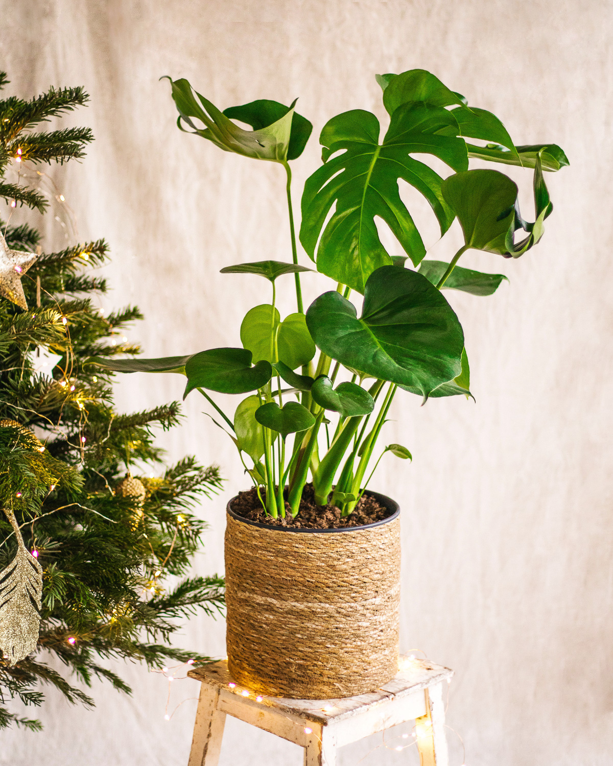 6 plantes originales à offrir en cadeau
