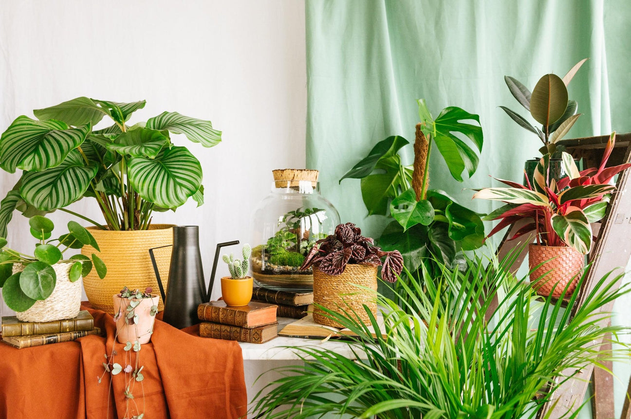 Les plantes pour un intérieur lumineux – La Green Touch