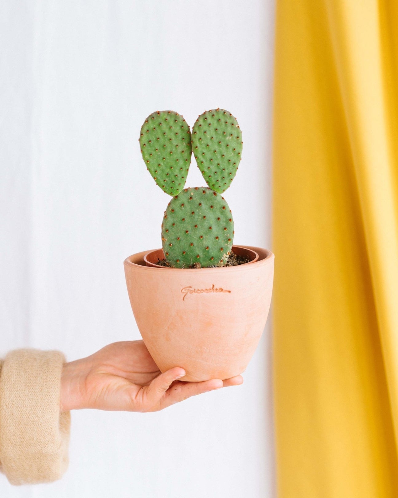 Opuntia - cactus d'intérieur - La Green Touch