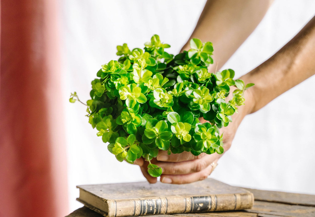 Peperomia - plantes d'interieur - La Green Touch